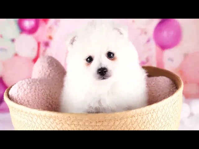 動画