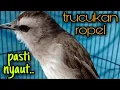 Download Lagu trucuk ngriwik kasar bikin ombyokan ngamuk emosi..! pancingan trucukan agar bunyi, trucukan gacor