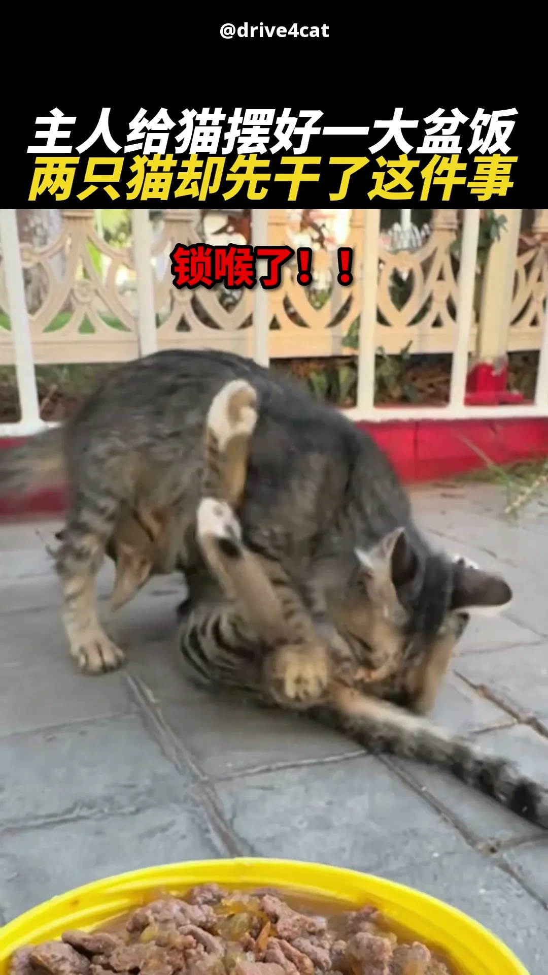 开饭前先打一架 😹🥊