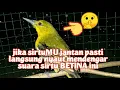 Download Lagu pangilan sirtu betina birahi nyecret memangil jantan.ampuh untuk terapi sirtu ombyokan.