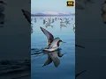 Download Lagu Suara Red Phalarope dalam 4K — Panggilan Burung Pantai Arktik Langka dari Dekat (Wajib Didengar!) #suaraburung #panggilanburung