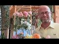Download Lagu The best roses for growing in containers and pots(fully revised for 2025) #gardenerben 