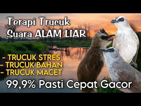 Download MP3 Terapi TRUCUKAN STRES MACET BUNYI dengan SUARA AIR \u0026 SUARA BURUNG DI ALAM LIAR pagi hari