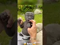 Download Lagu Before \u0026 After,🙀Amazing AnimalTransformations!🦮🦍 #beforeandafter #animaltransformation #animals