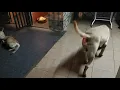 Bullador Bulldog Labrador mix