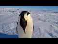 Download Lagu Penguin Sounds HD