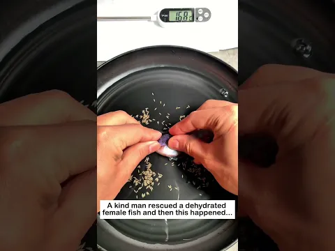 Saving the Fish Eggs #animals #wildliferescue #lovestory #rescue #wildlife #fish #fishegg