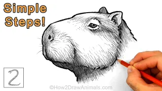 Easy Way to Draw a Capybara in Charcoal