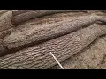 TIPS ON HOW TO TELL IF YOU HAVE A LUMBER LOG OR A VENEER LOG