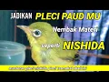 Download Lagu masteran pleci nishida nembak deres | masteran pleci disukai para juri