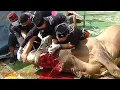 Download Lagu PART II D'JAGAL JB ( Eid al-Adha sacrificial animal slaughter procession 1442 H )