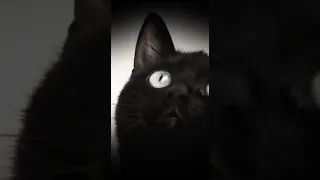 Se capta a fantasma que ataca a Perrito