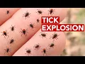 Why Are Tick Populations Exploding