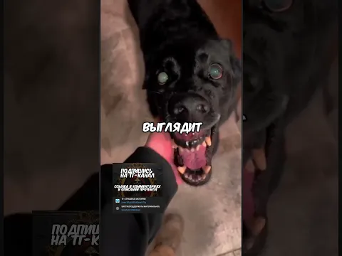 спидран по жутким видео 3