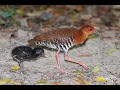 Download Lagu suara burung sintar malam.terbaik utuk memagil malam