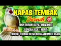 Download Lagu Terbaru Suara Kapas Tembak 1 Jam Jernih dgn jeda 1 menit | membuat burung tidak stres \u0026 cepat bisa.