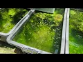 Download Lagu Natural Outdoor Guppy Farm : Harvesting and separating Hundreds of Golden Guppies!😲😲