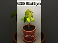 120 Days in 10 - Growing Durian Tree From Seed #timelapse #video #shorts