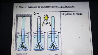 les changes gazeux chlorophylliens partie 1 