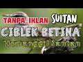 Download Lagu Ciblek betina cocok untuk pikat birahi ciblek jantan