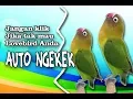 Download Lagu FULL SATU JAM!! TERAPI LOVEBIRD NGEKEK PANJANG DENGAN RELAKSASI SUARA GEMERICIK AIR