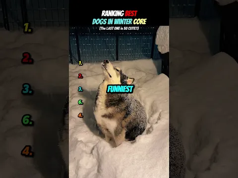 Ranking Funniest Dog In Winter Moments