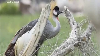 أذكار المساء من تلفزيون البحرين مع أذان المغرب نسخة واضحة 