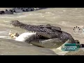 A crocodile eating a mullet