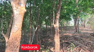 Halap Ni Rubber Lwngo Terrace Tandi Cut Terraces On A Slope For Rubber Plantation Tripura India 