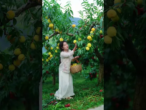 Beautiful Nature with Rural Life - Harvest grapes, cherry tomatoes, figs, yellow peaches