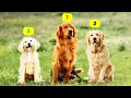 9 TYPES OF GOLDEN RETRIEVERS