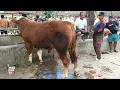 Download Lagu Calon Leher Beton !! Bakalan Bakalan Super Pilihan Pasar Sapi Ambarketawang Lapak Juragan Kondang !!