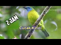 Download Lagu pancingan burung cucak Kinoi gacor mix suara gemericik air mengalir | masteran burung kecil