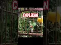 Download Lagu Sogon Gacor Albino#burungcantik #burunglangka #duniabinatang #burungpintar #burungkicau #sogon