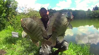 THERE'S A LOT OF GIANT TILAPIA in the NEW BAIT, a MONSTER with EVERY CATCH