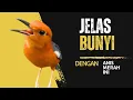 Download Lagu 153 | DIJAMIN !! PASTI IKUT BUNYI !! SUARA ANIS MERAH GACOR PANCINGAN TERCEPAT BIKIN BUNYI GACOR