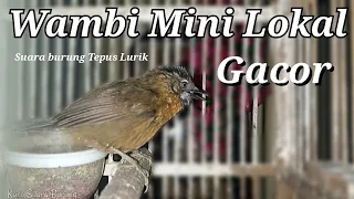 tepus lurik mini gacor full cocok buat pikat dan masteran burung lain suara wambi mini kw gacor