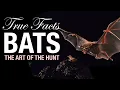 Download Lagu True Facts: Bats, The Science of The Hunt