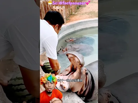 Badak atau kuda nil⁉️