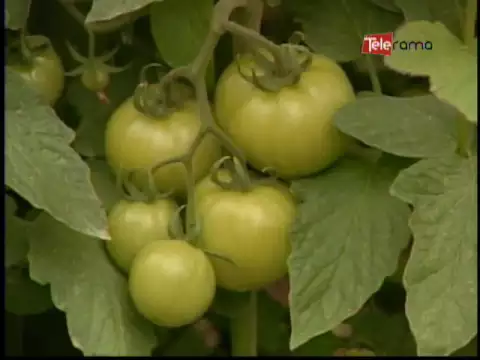 Ecuador Agropecuario 08-06-2016