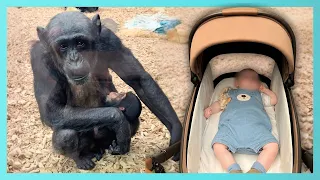 Chimpanzee And Human Moms Bond Over Their Babies At UK Zoo