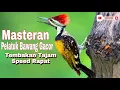 Download Lagu PELATUK BAWANG GACOR TEMBAKAN RAPAT DAN TAJAM