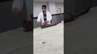 يا ربي يا الله جامعة الاسكندرية Medicina Muntheremar طالب طب Shorts Lab Vlog 