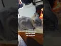 Download Lagu The closest object to your right is gonna make you famous? ,#catshorts, #catlovers 😇 ♥️ Download Lagu The closest object to your right is gonna make you famous? ,#catshorts, #catlovers 😇 ♥️