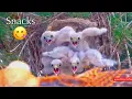 Download Lagu #113🦃🐥14°🐥14°🐥14°🐥14°／Avila🇪🇸Kestrel Nest 2025／ Powerd by DIRECTO NATURA
