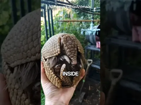Can Armadillos Roll Into a Ball?