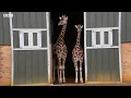 Do Giraffes Sleep Standing Up Weird Animal Searches BBC Earth Kids