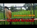 Cendet emosi buat pancingan CENDET MALAS BUNYI ‼️DIJAMIN LANGSUNG BRUTALLL