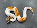 Why Orange Dream is a must have in your Pied projects