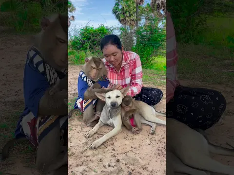 Great video Super SokYaa Very Adorable & Harmony Animals Around The World #shorts